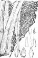 Gewöhnliche Mohrenhirse - Sorghum bicolor (L.) Moench