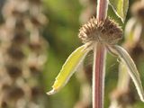 Deutscher Ziest - Stachys germanica L.