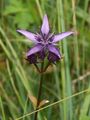 Blauer Sumpfstern - Swertia perennis L.