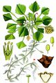 Water Chestnut - Trapa natans L.