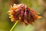 Schweden-Klee - Trifolium hybridum L.