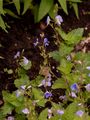 Gamander-Ehrenpreis - Veronica chamaedrys L.