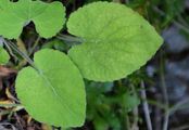 Hill Violet - Viola collina Besser