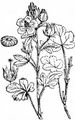 Rough Marsh-Mallow - Althaea hirsuta L.