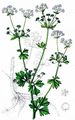 Wild Celery - Apium graveolens L.