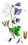 Gewöhnliche Akelei - Aquilegia vulgaris L. 