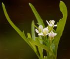 Narrow-Leaved Bitter-Cress - Cardamine impatiens L.