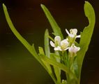 Narrow-Leaved Bitter-Cress - Cardamine impatiens L. 