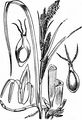 Sumpf-Segge - Carex acutiformis Ehrh.