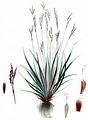 Finger-Segge - Carex digitata L.