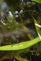 Breitstachliges Rauhes Hornblatt - Ceratophyllum demersum L.