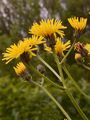 Wiesen-Pippau - Crepis biennis L.