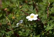 Shrubby Cinquefoil - Dasiphora fruticosa (L.) Rydb.
