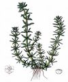 Whorled Waterwort - Elatine alsinastrum L.