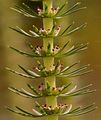 Mare's-Tail - Hippuris vulgaris L.