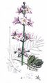 Europäische Wasserfeder - Hottonia palustris L.