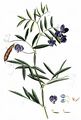 Marsh Pea - Lathyrus palustris L.