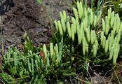 Alpine Clubmoss - Lycopodium alpinum L.