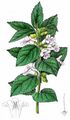 Bastard Balm - Melittis melissophyllum L.