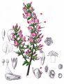 Spiny Restharrow - Ononis spinosa L.