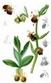 Late Spider-Orchid - Ophrys holosericea (Burm. f.) Greuter