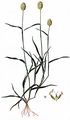 Canary-Grass - Phalaris canariensis L.