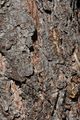 Austrian Pine, Corsican Pine - Pinus nigra J. F. Arnold