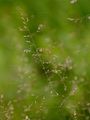 Sumpf-Rispengras - Poa palustris L.