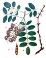 False-Acacia - Robinia pseudoacacia L.