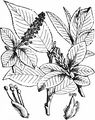 Bay Willow - Salix pentandra L.