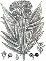 Red-Berried Elder - Sambucus racemosa L.