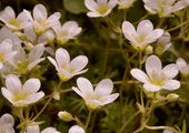 Furchen-Steinbrech - Saxifraga exarata Vill.