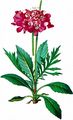 Glänzende Skabiose - Scabiosa lucida Vill.