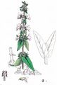 Marsh Woundwort - Stachys palustris L.