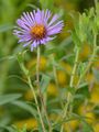 Hairy Michaelmas-Daisy - Symphyotrichum novae-angliae (L.) G. L. Nesom