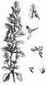 Edel-Gamander - Teucrium chamaedrys L.
