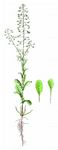 Lauch-Hellerkraut - Thlaspi alliaceum L. 