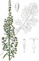 Wormwood - Artemisia absinthium L.