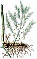 Garden Asparagus - Asparagus officinalis L.