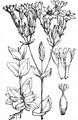 Yellow-Wort - Blackstonia perfoliata (L.) Huds.