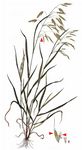 Wiesen-Trespe - Bromus commutatus Schrad. 
