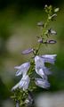 Bologneser Glockenblume - Campanula bononiensis L.