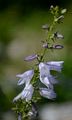 Pale Bellflower - Campanula bononiensis L.