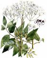 Ground Virginsbower - Clematis recta L.