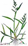 Gewöhnliche Hühnerhirse - Echinochloa crus-galli (L.) P. Beauv. 