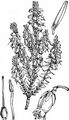 Winter Heath - Erica carnea L.
