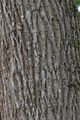 Red Ash - Fraxinus pennsylvanica Marshall