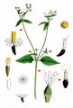 Gallant-Soldier - Galinsoga parviflora Cav.