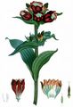 Purpur-Enzian - Gentiana purpurea L.