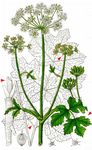 Wiesen-Bärenklau - Heracleum sphondylium L. 